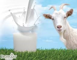 Sữa dê - Nguồn dinh dưỡng diệu kỳ
